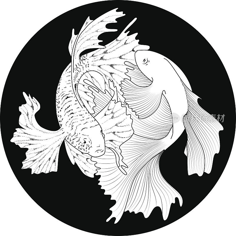 Two white betta fish fighting on black round icon. Flat vector